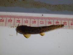 Amphilius uranoscopus