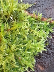 Calliergonella cuspidata
