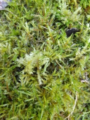 Calliergonella cuspidata