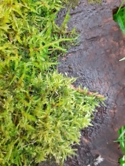 Calliergonella cuspidata