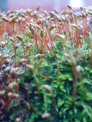 Rhynchostegium confertum