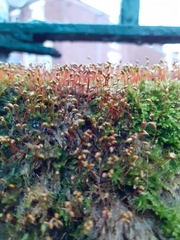 Rhynchostegium confertum