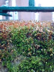 Rhynchostegium confertum