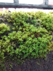 Vinealobryum insulanum