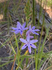 Thereianthus spicatus