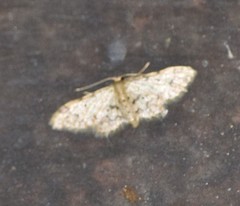Idaea pervertipennis