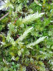 Brachythecium rutabulum