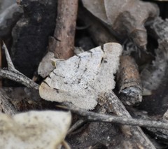 Frederickia flaviterminata