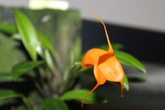Masdevallia hirtzii