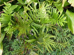 Microsorum pustulatum howense