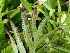 Microsorum pustulatum howense