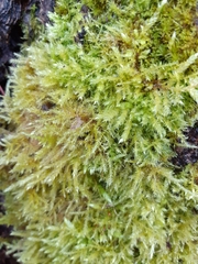 Brachythecium rutabulum