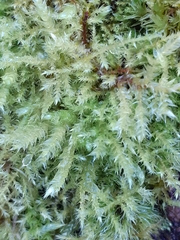Brachythecium rutabulum