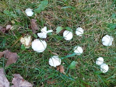 Cuphophyllus