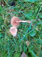 Cuphophyllus