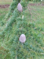 Cedrus atlantica