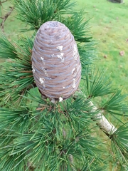Cedrus atlantica