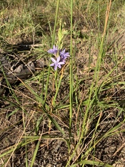 Thereianthus spicatus