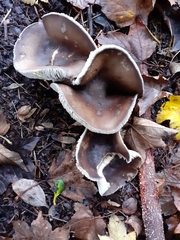 Fungi