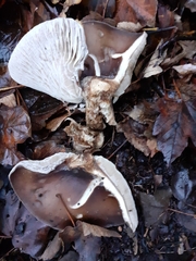 Fungi
