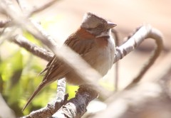Zonotrichia capensis