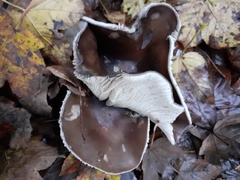 Fungi