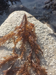 Sarcothalia marginifera