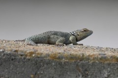 Sceloporus cyanogenys
