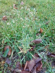 Erigeron canadensis