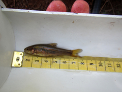 Enteromius motebensis