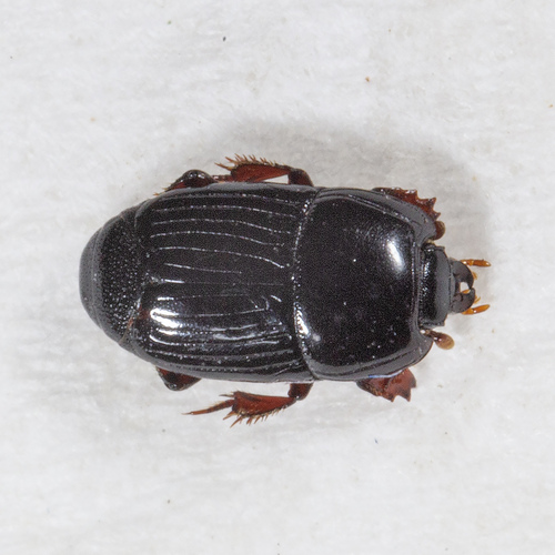 Eudiplister