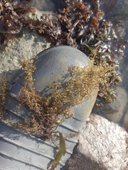 Chondria macrocarpa