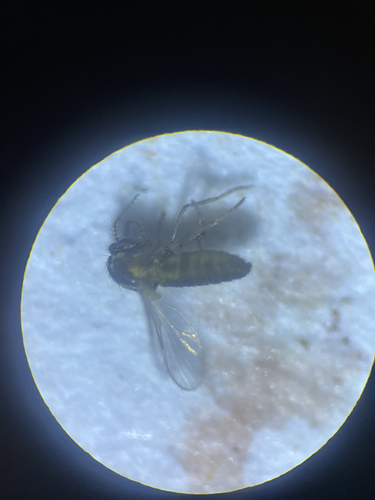 Dasyhelea platychaeta, 2025-09-22