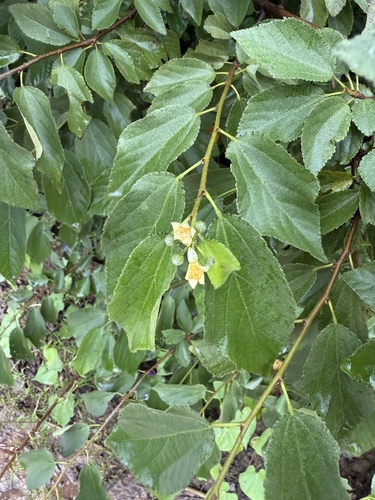 Grewia biloba