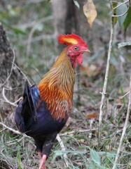 Gallus lafayettii