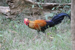 Gallus lafayettii