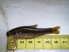 Enteromius motebensis