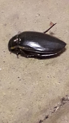 Dytiscus semisulcatus