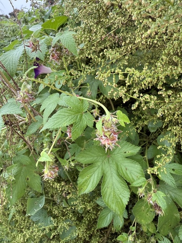 Japanese Hops
