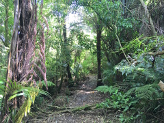 Hedycarya arborea
