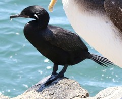 Nannopterum brasilianum