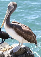 Pelecanus thagus