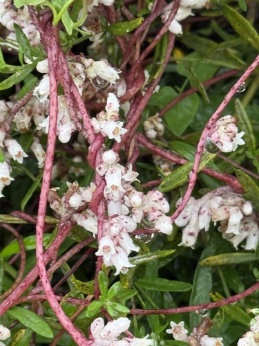 Japanese dodder