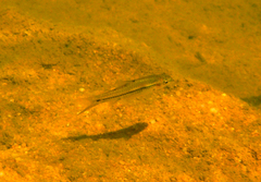 Enteromius brevipinnis