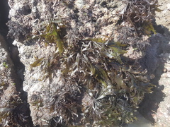 Sarcothalia marginifera