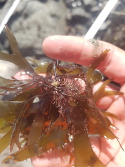 Sarcothalia marginifera