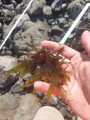 Sarcothalia marginifera