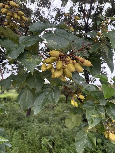princess tree