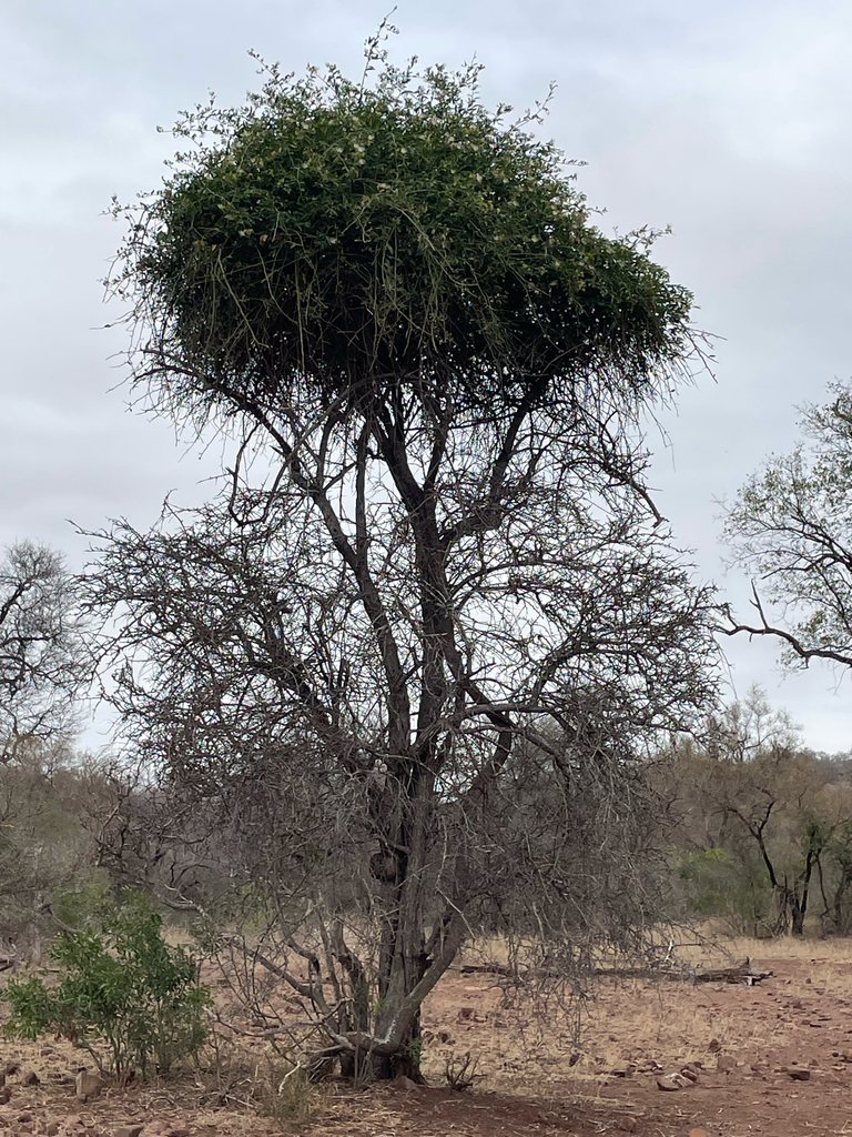 Capparis tomentosa, Bushbuckridge, Mpumalanga, ZA, by brianrode