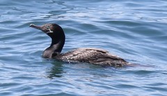 Nannopterum brasilianum